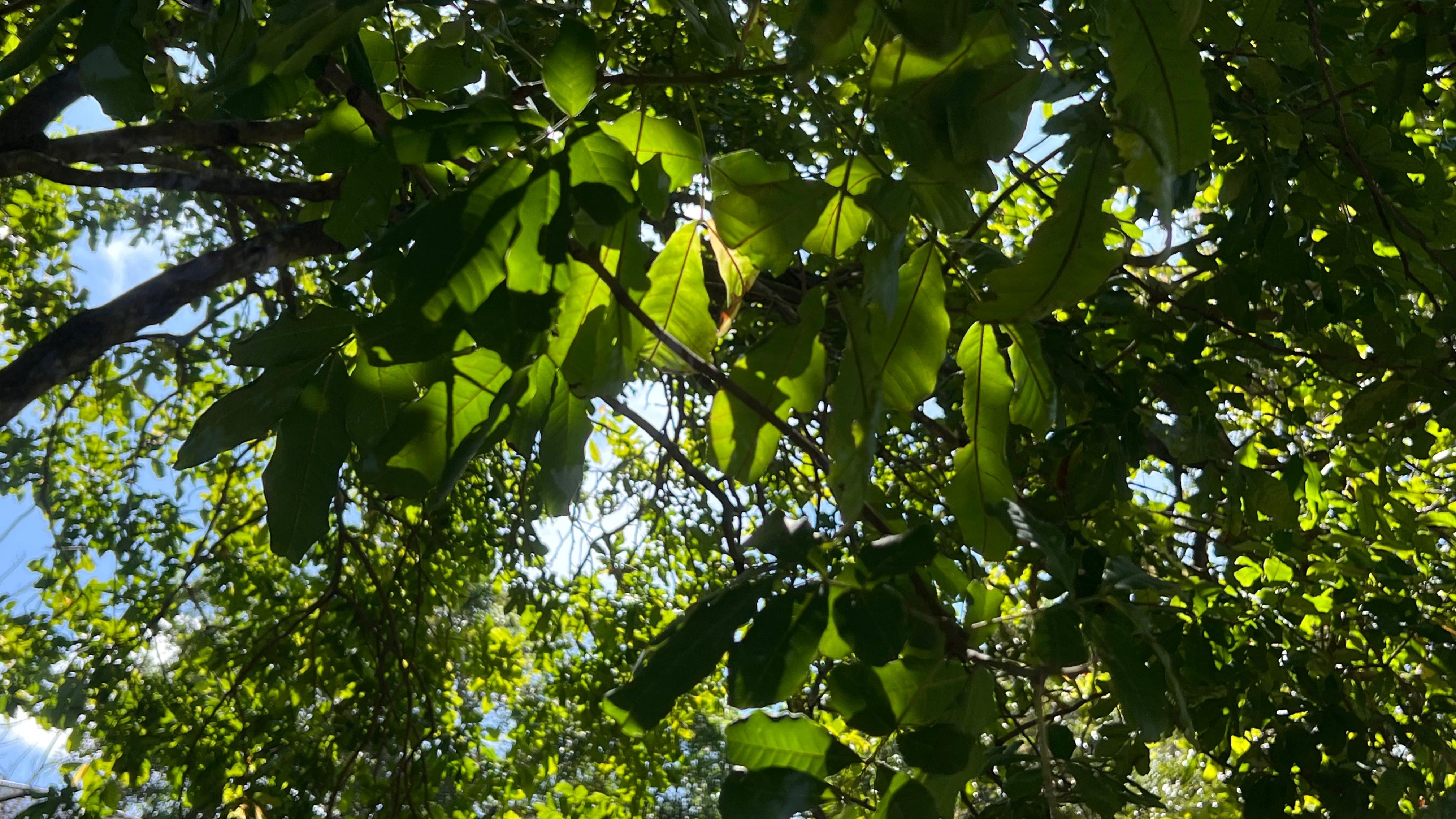 daun-kesambi
