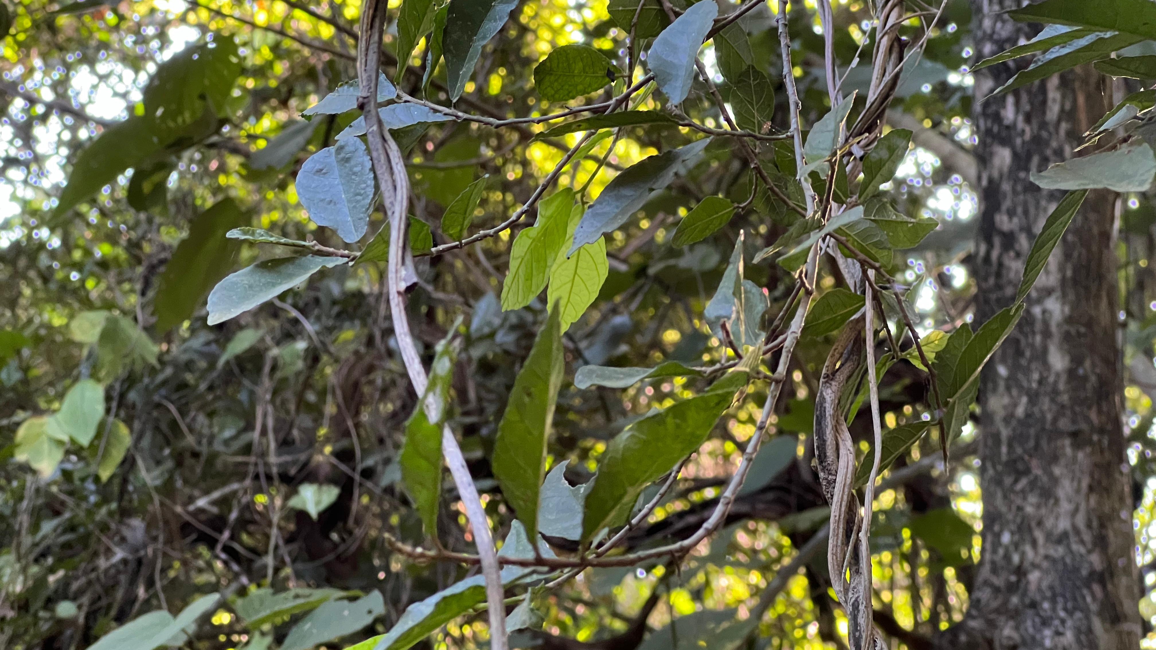 daun-serut