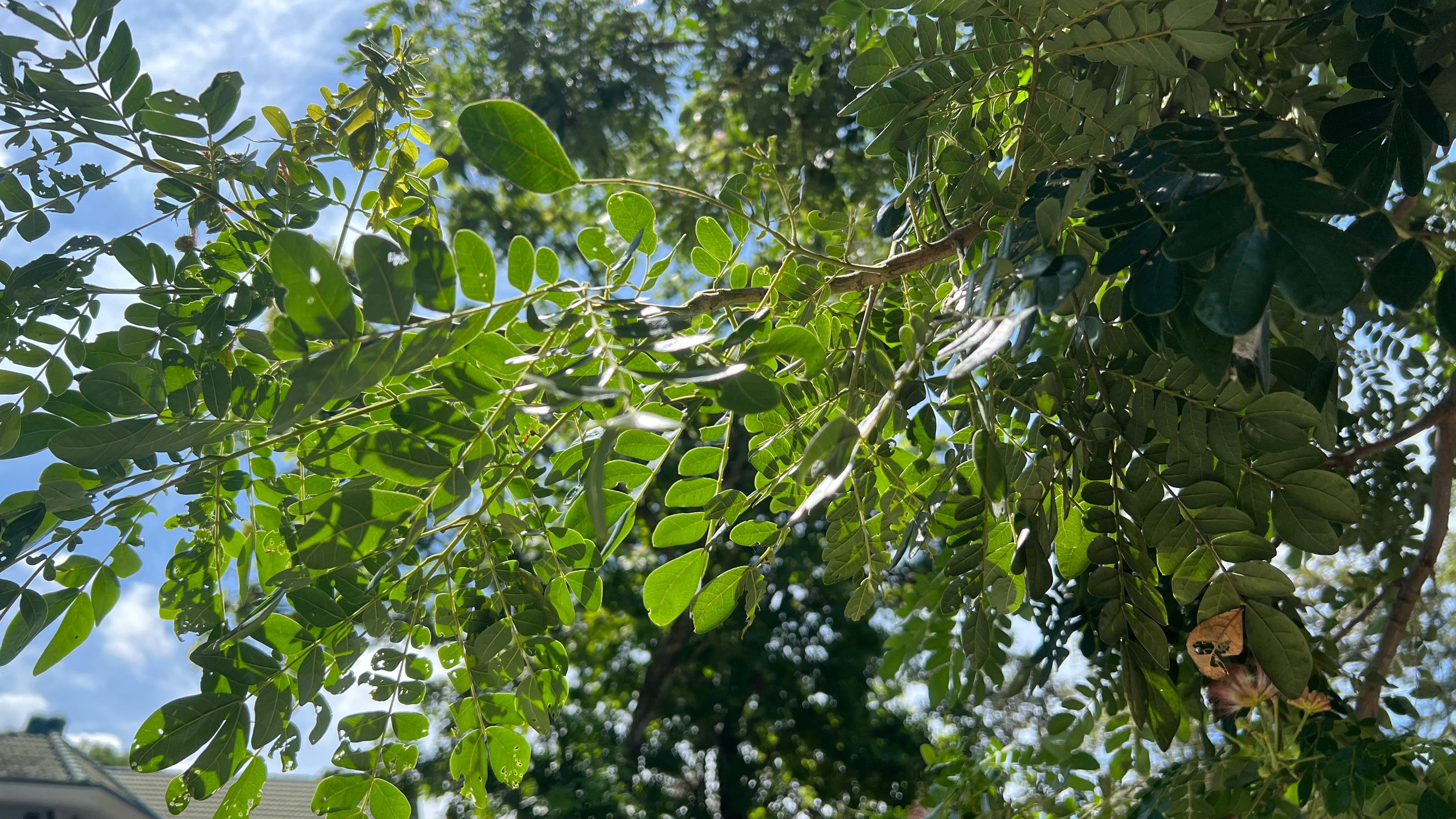 daun-trembesi