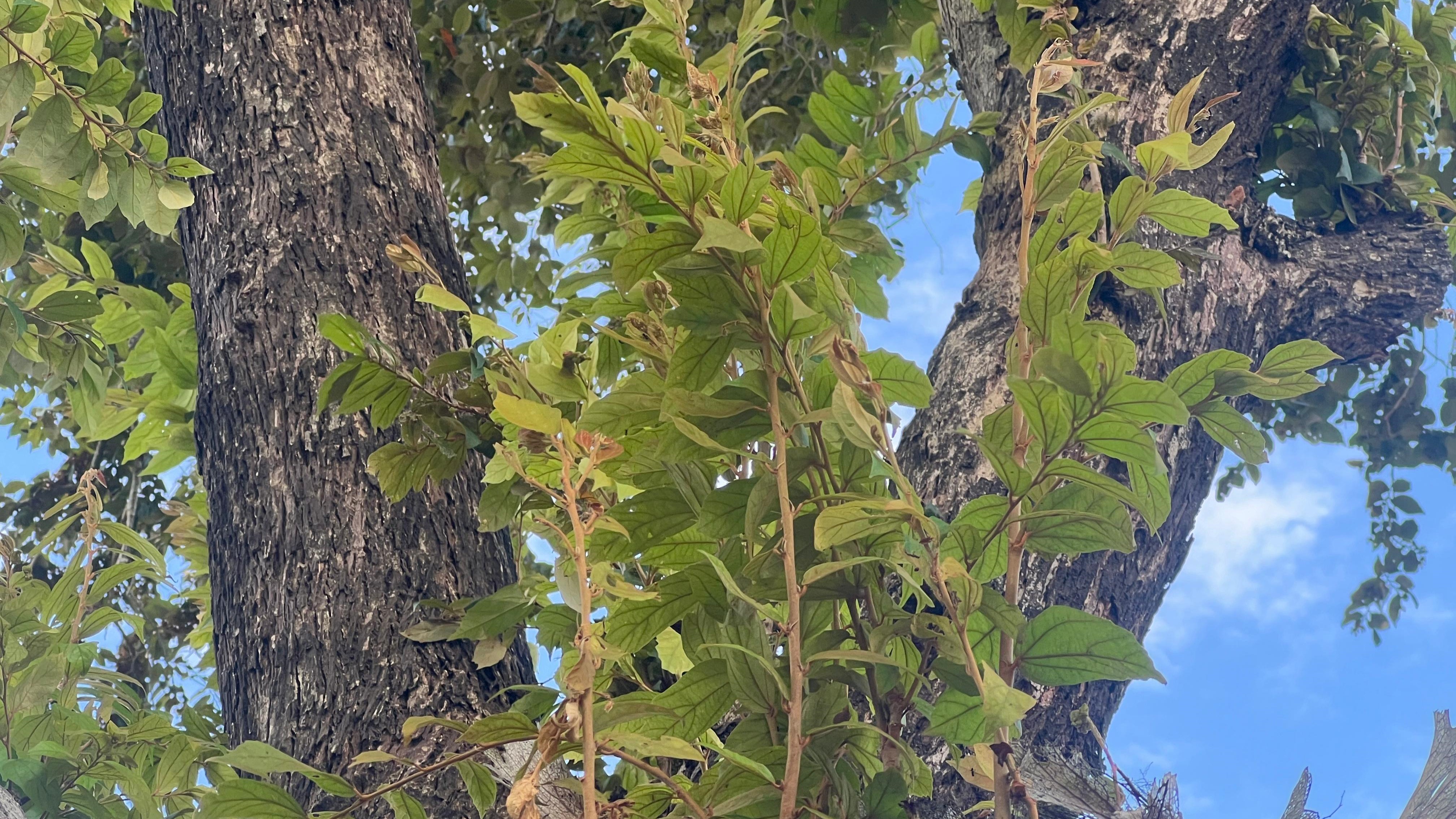 daun-walikukun