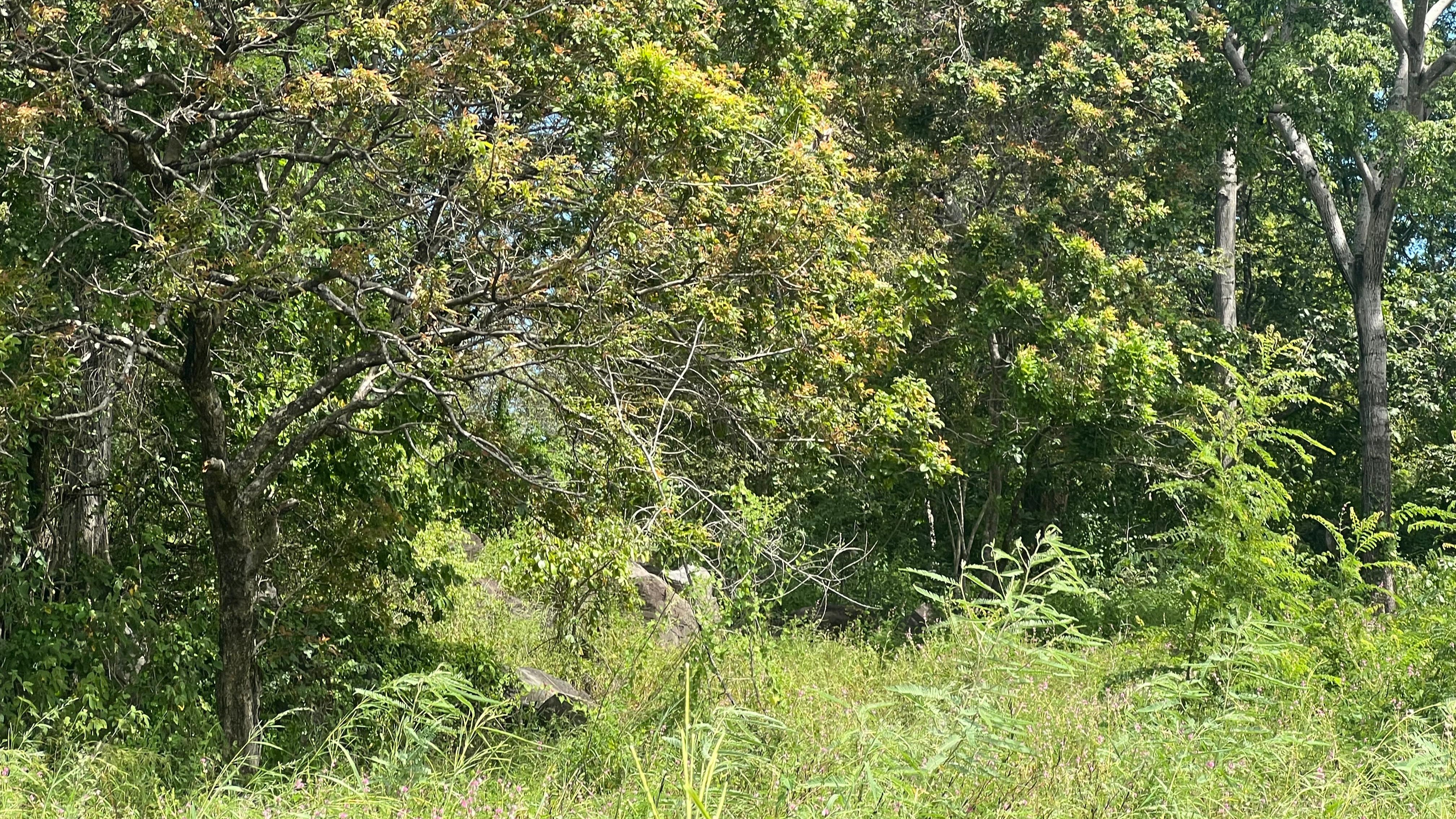 baluran-geosite