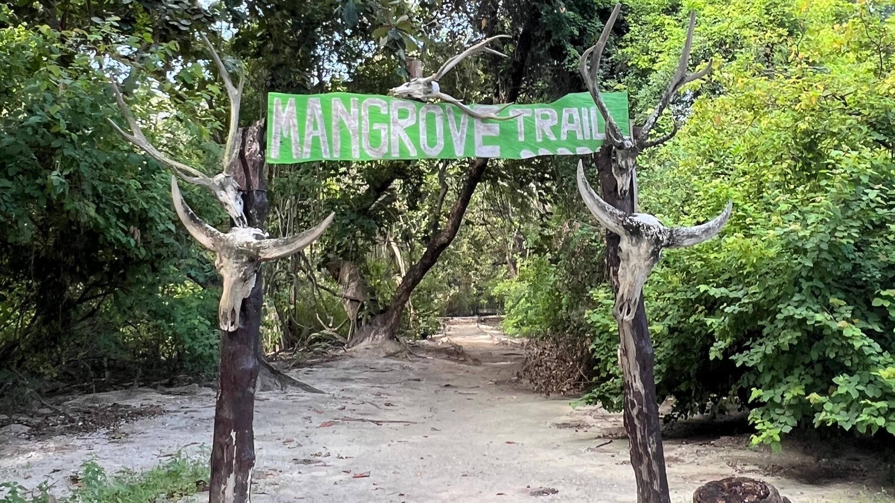 mangrove