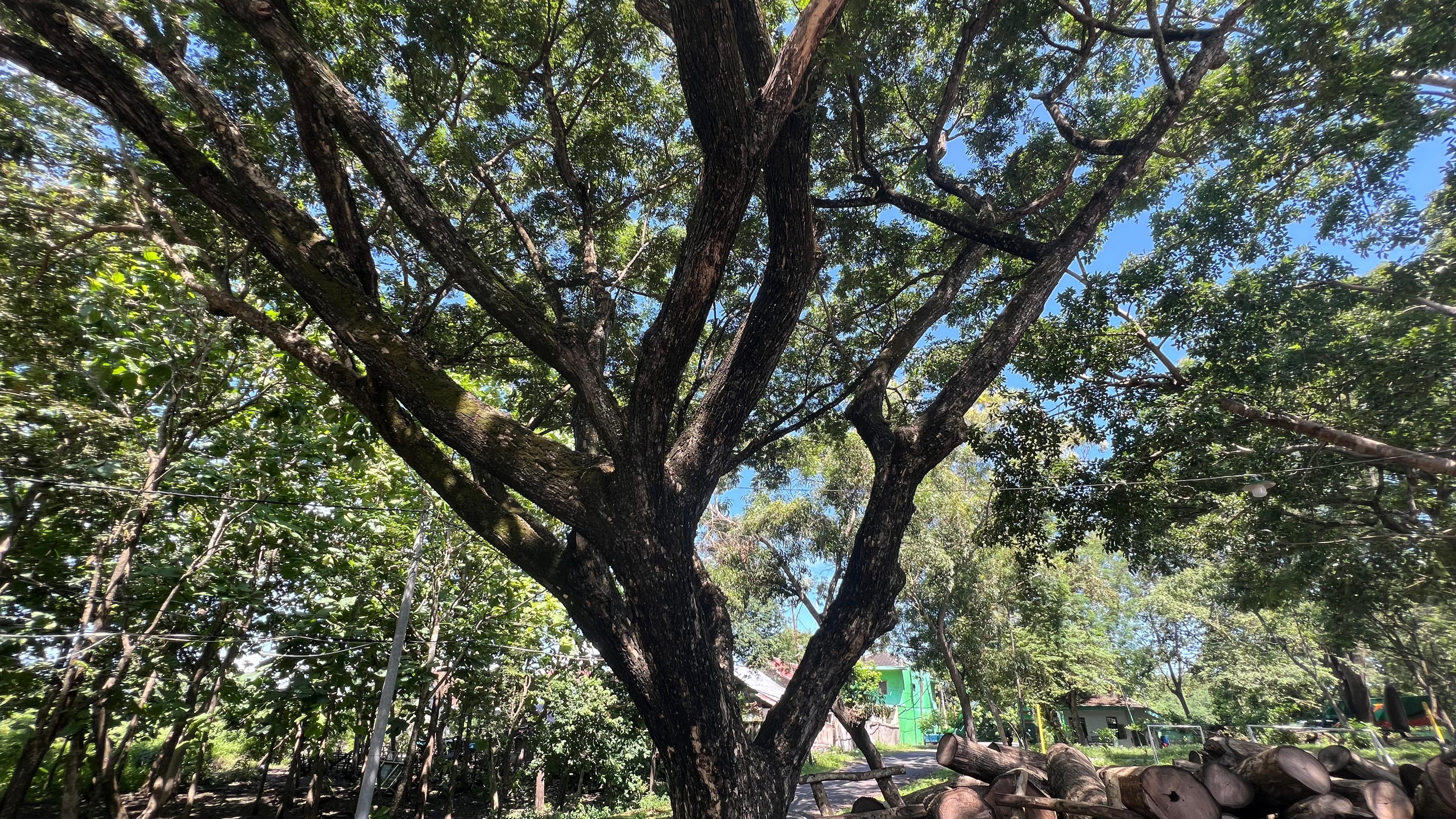 trembesi